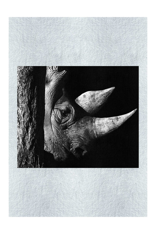 Rhinoceros - Monochrome Fine Art Print - Rare Edition Category