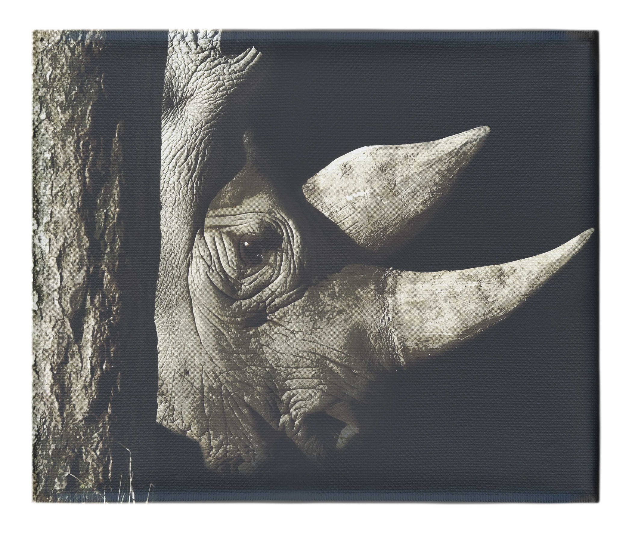 Rhinoceros - Canvas Print - Rare Edition Category