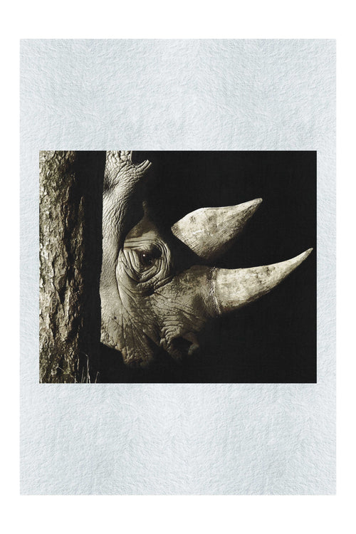 Rhinoceros - Fine Art Print - Rare Edition Category