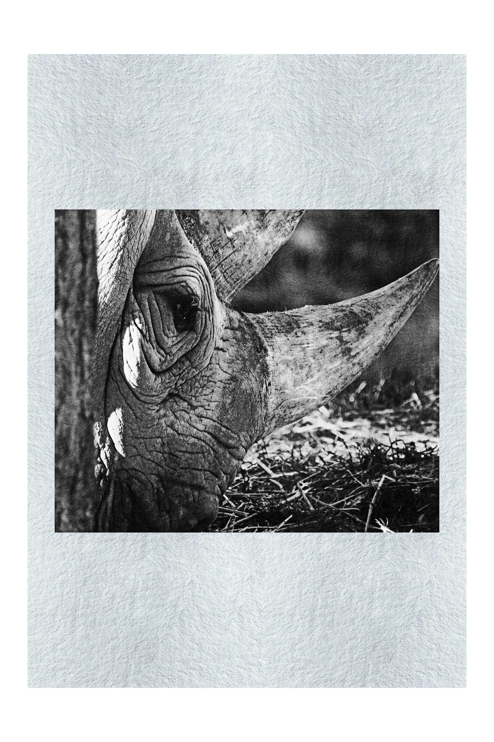 Rhinoceros Side Profile - Monochrome Fine Art Print - Rare Edition Category