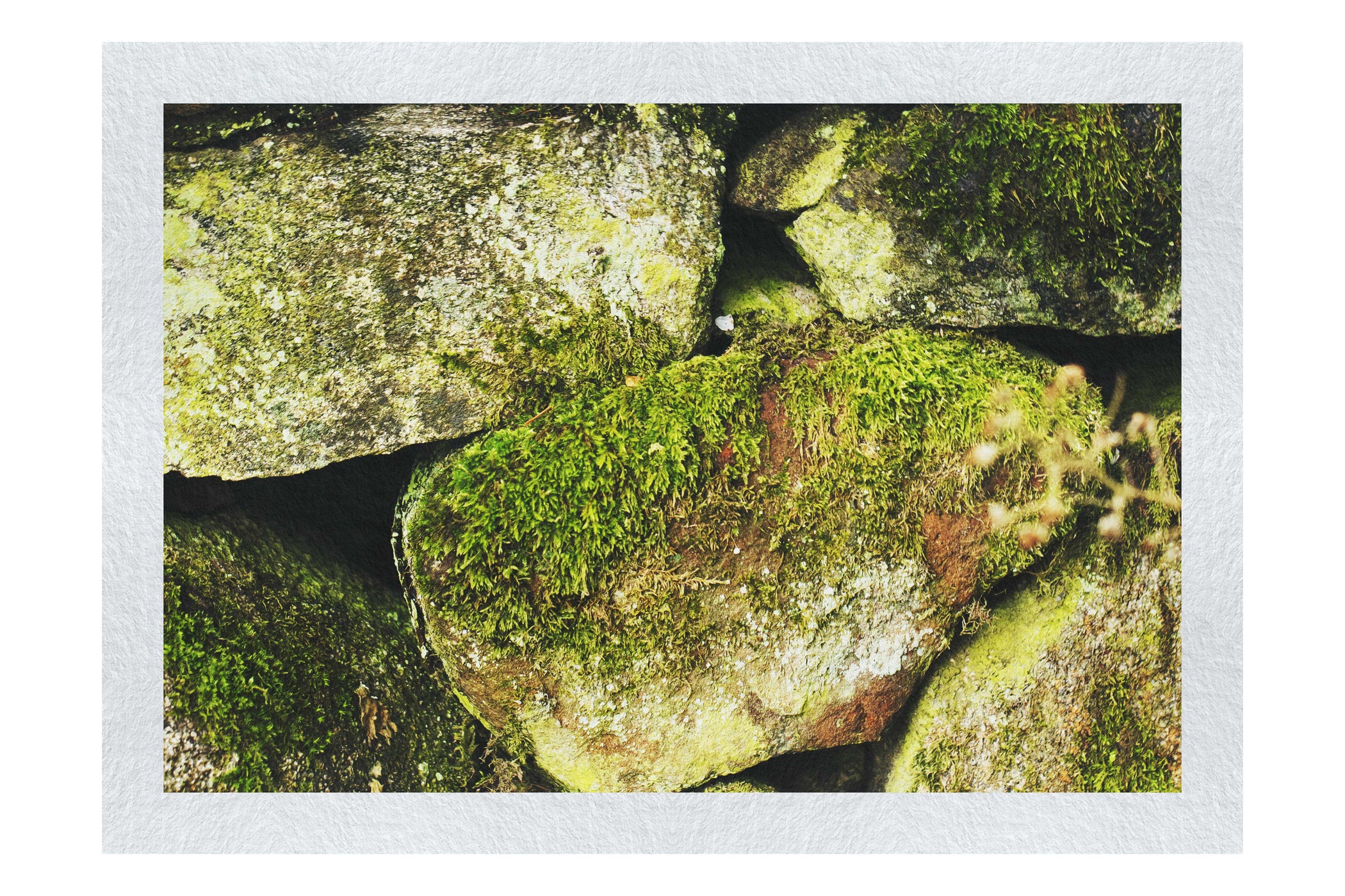 Stone and Verdure: A Timeless Embrace - Fine Art Print - Abstract Category