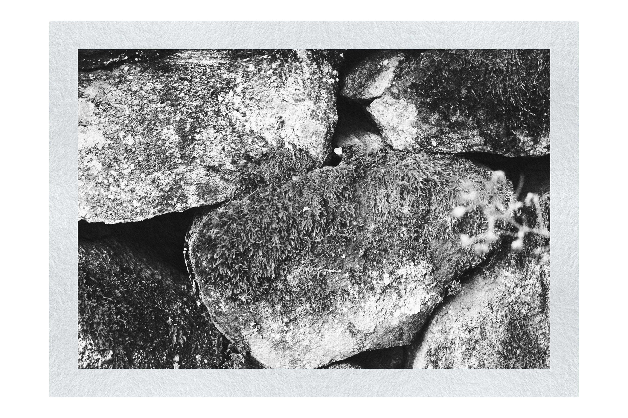 Stone and Verdure: A Timeless Embrace - Monochrome Fine Art Print - Abstract Category