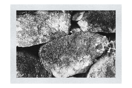 Stone and Verdure: A Timeless Embrace - Monochrome Fine Art Print - Abstract Category