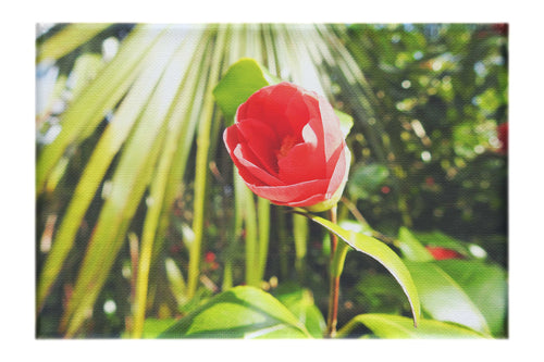 Solitary Rose - Canvas Print - Flowers & Plants Category