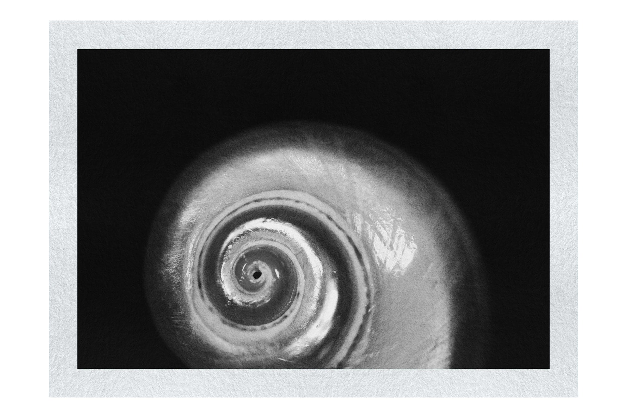 Holographic Nautilus Shell - Monochrome Fine Art Print - Aquatic Category
