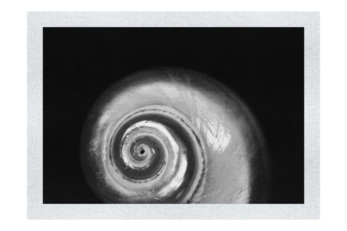 Holographic Nautilus Shell - Monochrome Fine Art Print - Aquatic Category