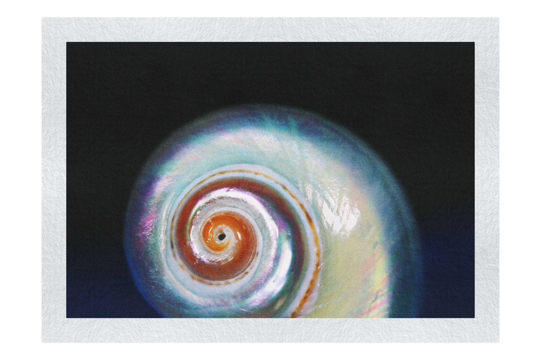 Holographic Nautilus Shell - Fine Art Print - Aquatic Category