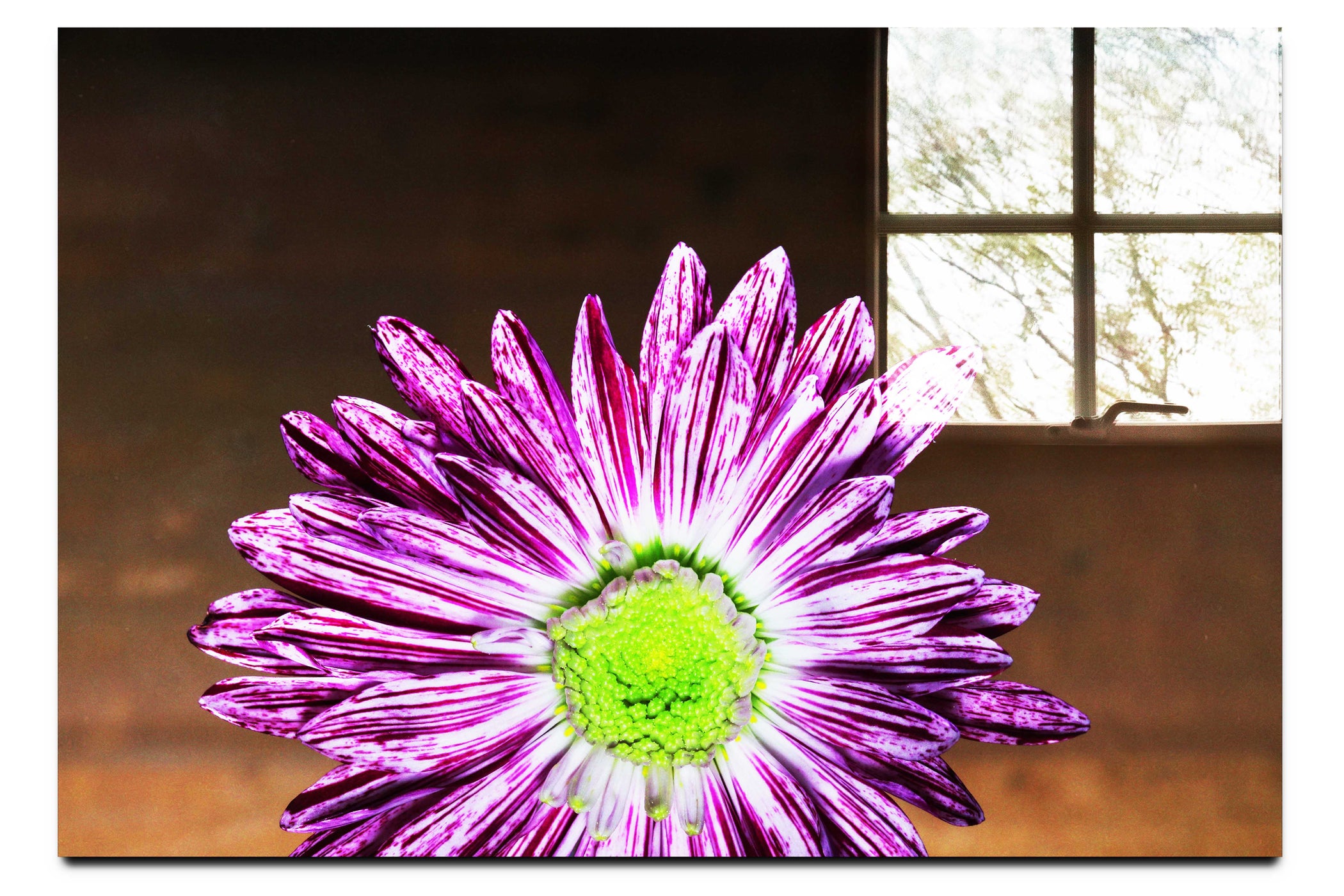 Purple Chrysanthemum - Acrylic Print - Flowers & Plants Category