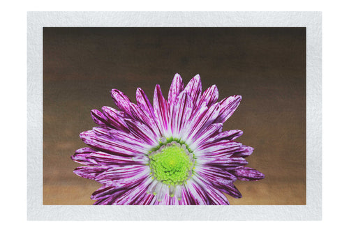 Purple Chrysanthemum - Fine Art Print - Flowers & Plants Category