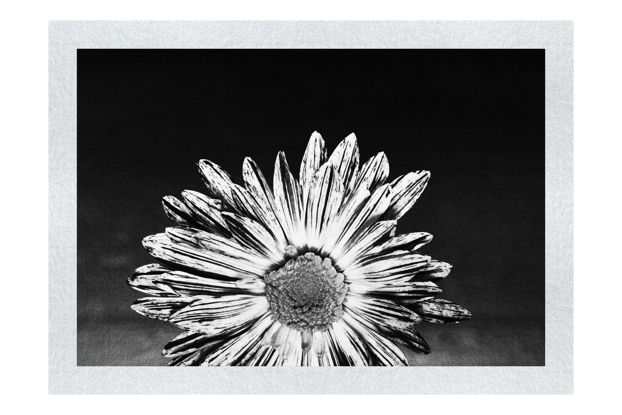 Purple Chrysanthemum - Monochrome Fine Art Print - Flowers & Plants Category