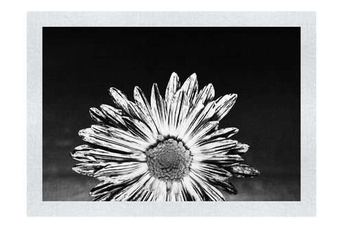 Purple Chrysanthemum - Monochrome Fine Art Print - Flowers & Plants Category