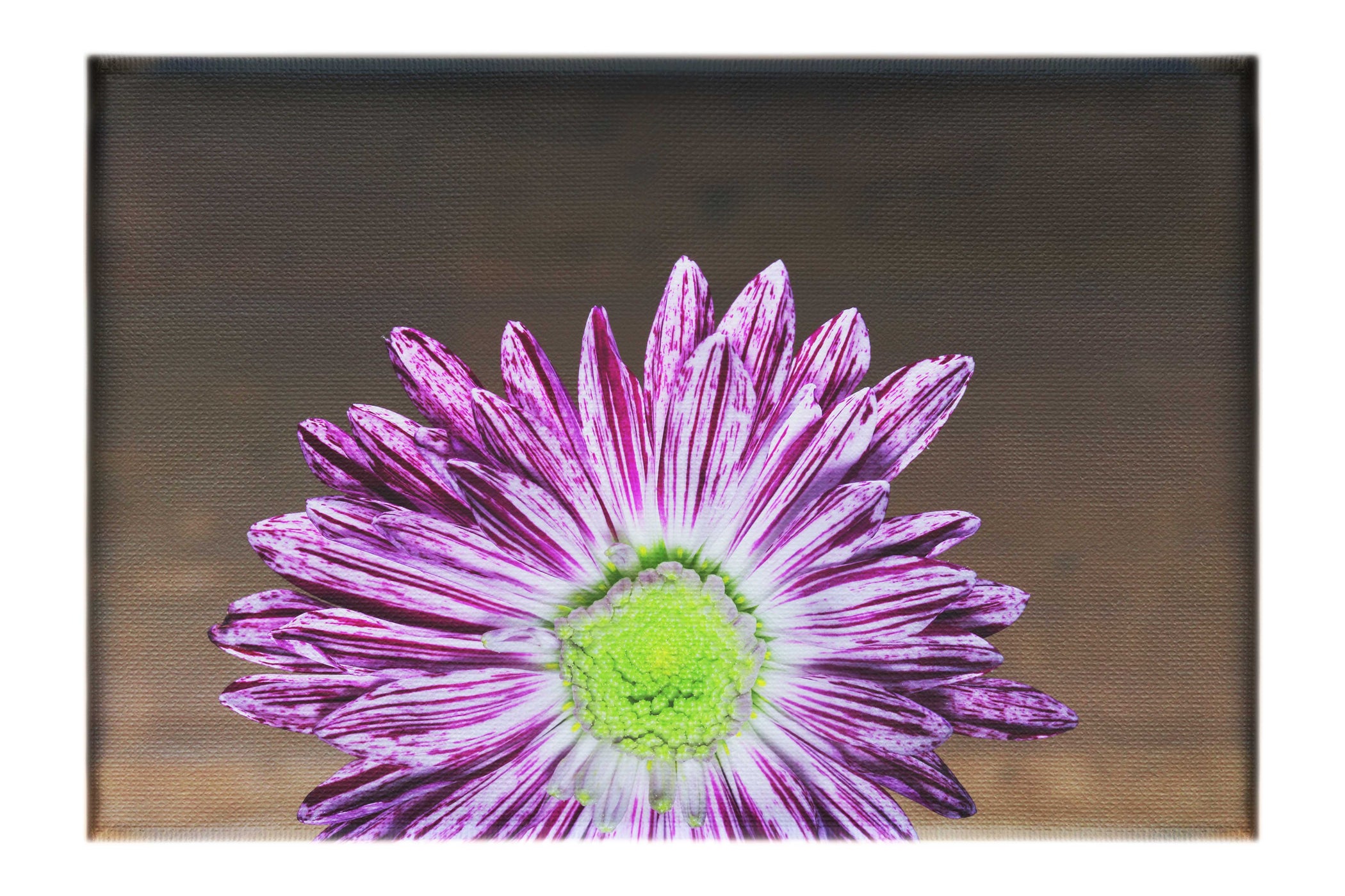 Purple Chrysanthemum - Canvas Print - Flowers & Plants Category