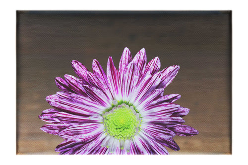 Purple Chrysanthemum - Canvas Print - Flowers & Plants Category
