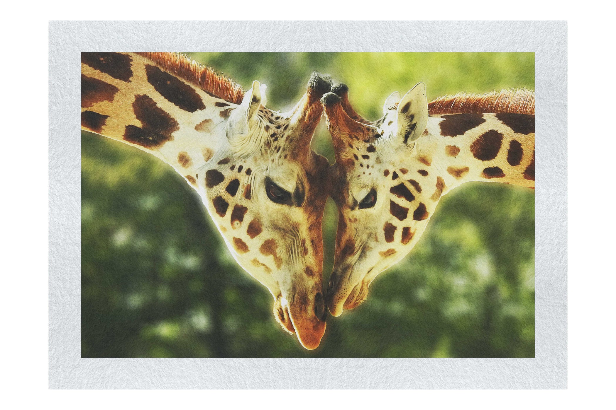 Giraffes Embrace - Fine Art Print - Wildlife Category