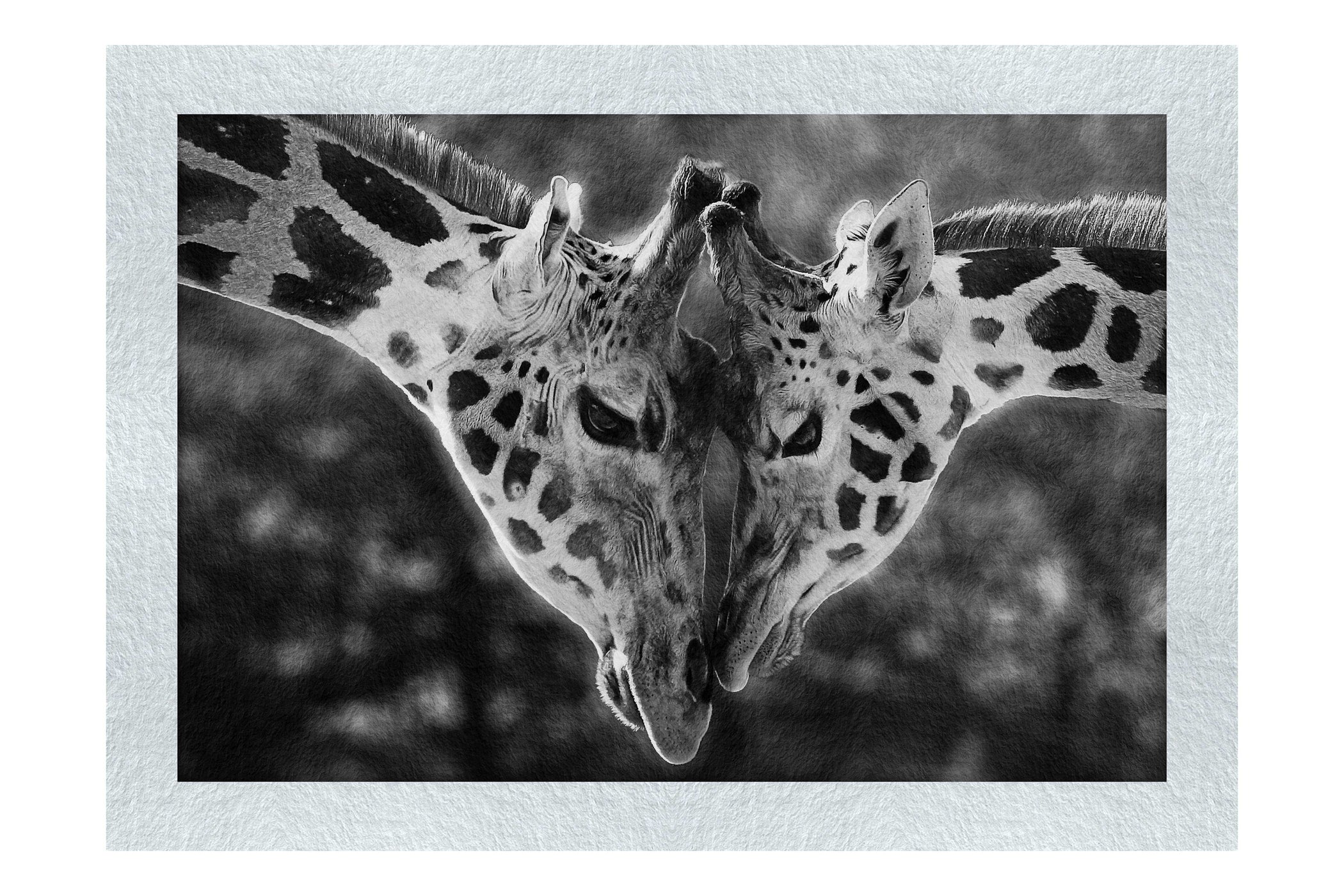 Giraffes Embrace - Monochrome Fine Art Print - Wildlife Category