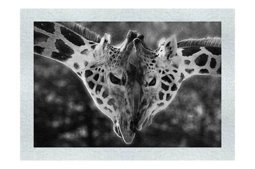 Giraffes Embrace - Monochrome Fine Art Print - Wildlife Category