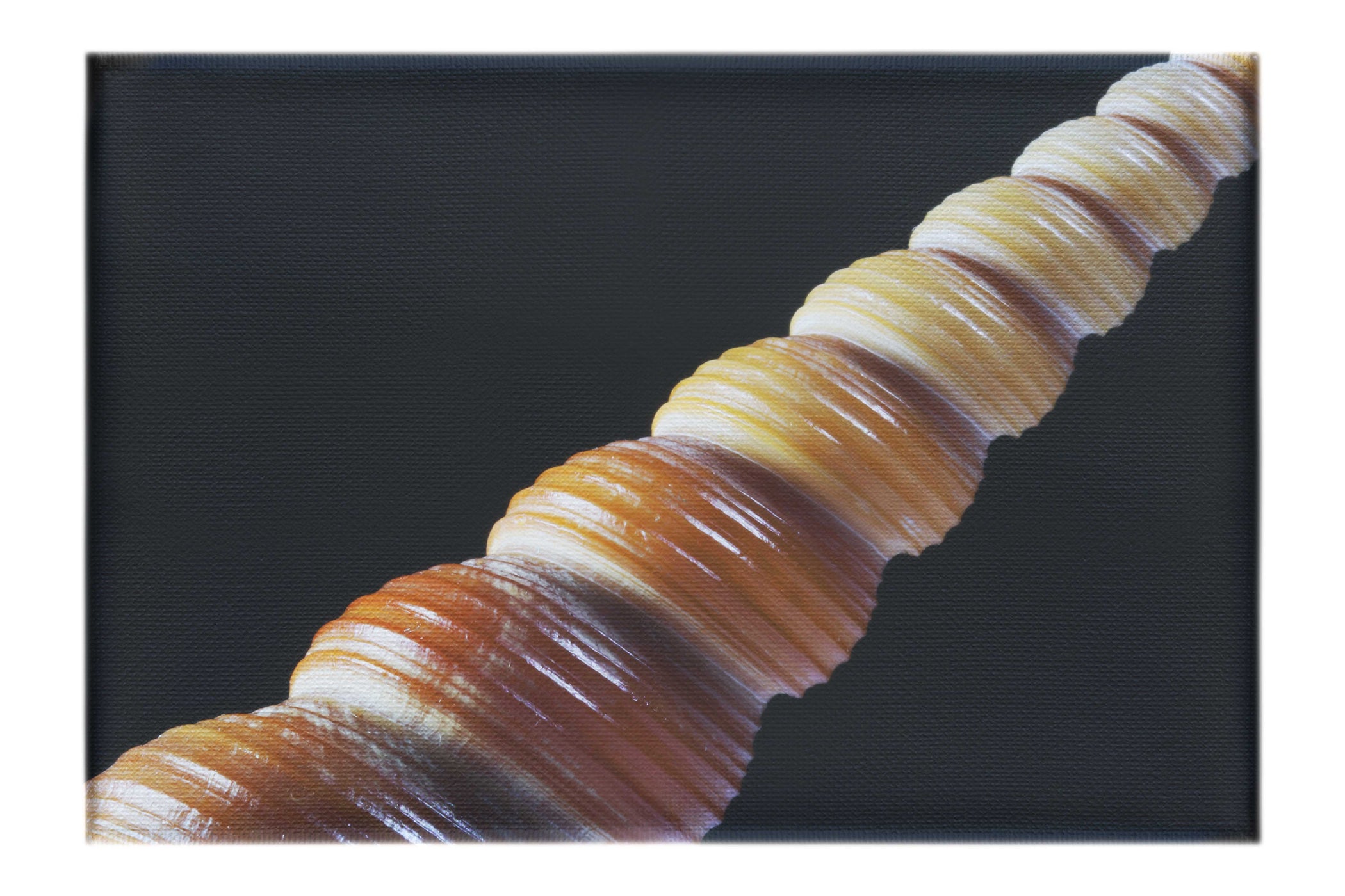 Mahogany Turret Shell - Canvas Print - Aquatic Art Category