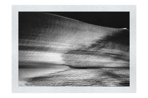 Botanical Spectrum: From Emerald to Russet - Monochrome Fine Art Print - Abstract Category