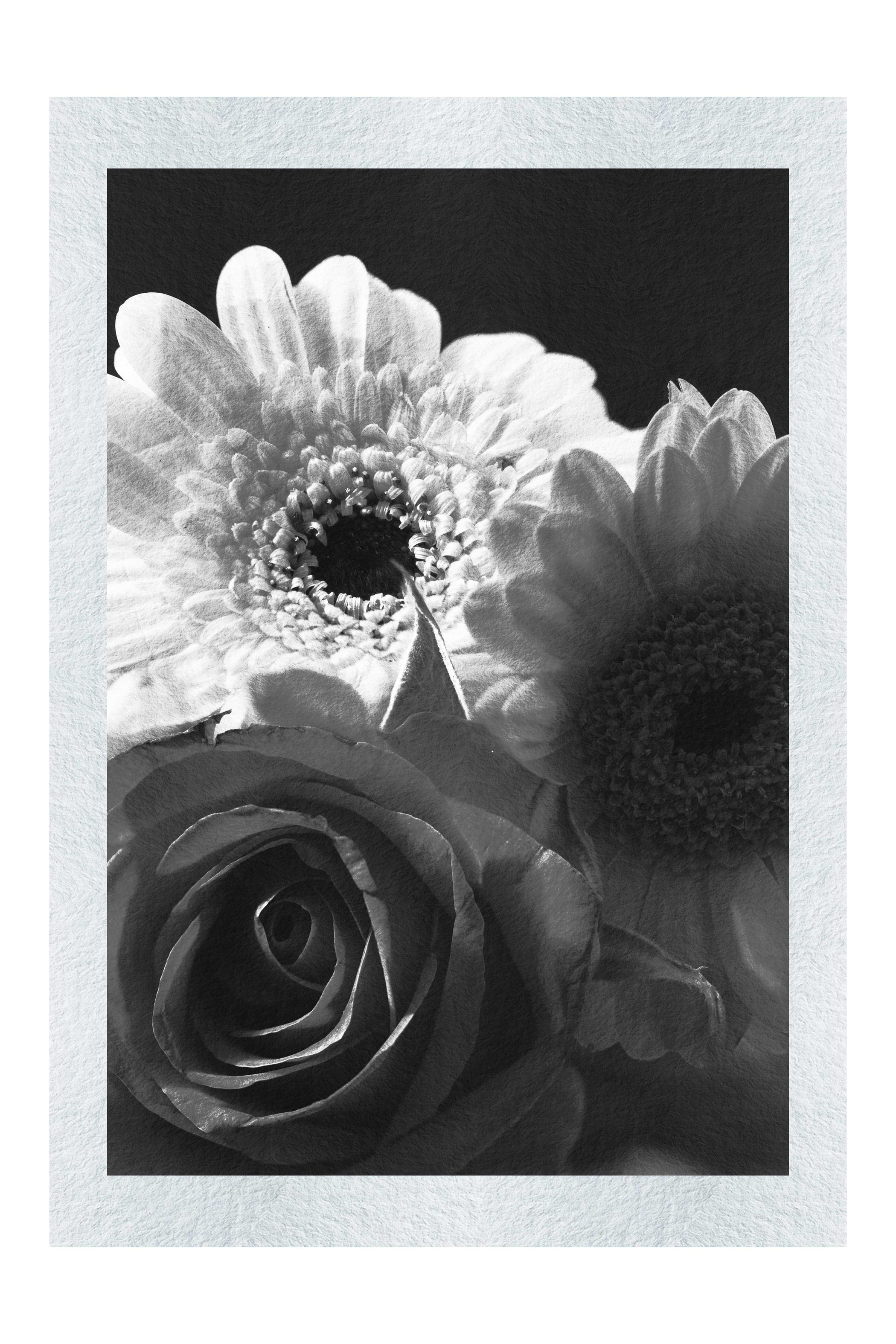 Floral Harmony - Monochrome Fine Art Print - Flowers & Plants Category