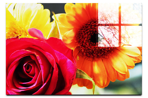 Radiant Blooms: Rose and Gerbera Harmony - Acrylic Print - Flowers & Plants Category