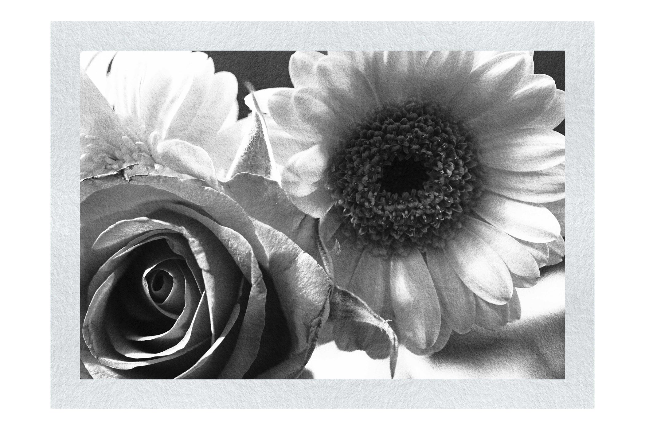 Radiant Blooms: Rose and Gerbera Harmony - Monochrome Fine Art Print - Flowers & Plants Category