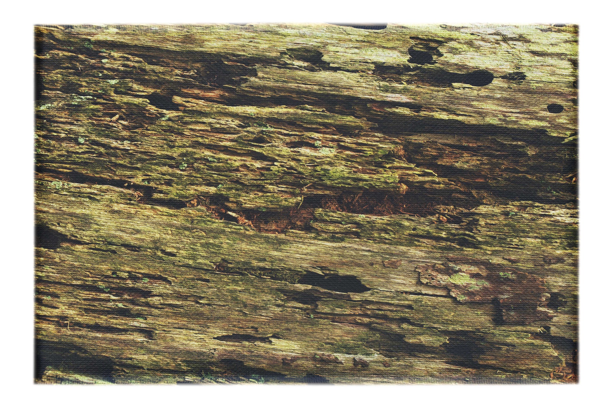 Wooden Tapestry: Nature's Chronicle - Canvas Print - Abstract Category