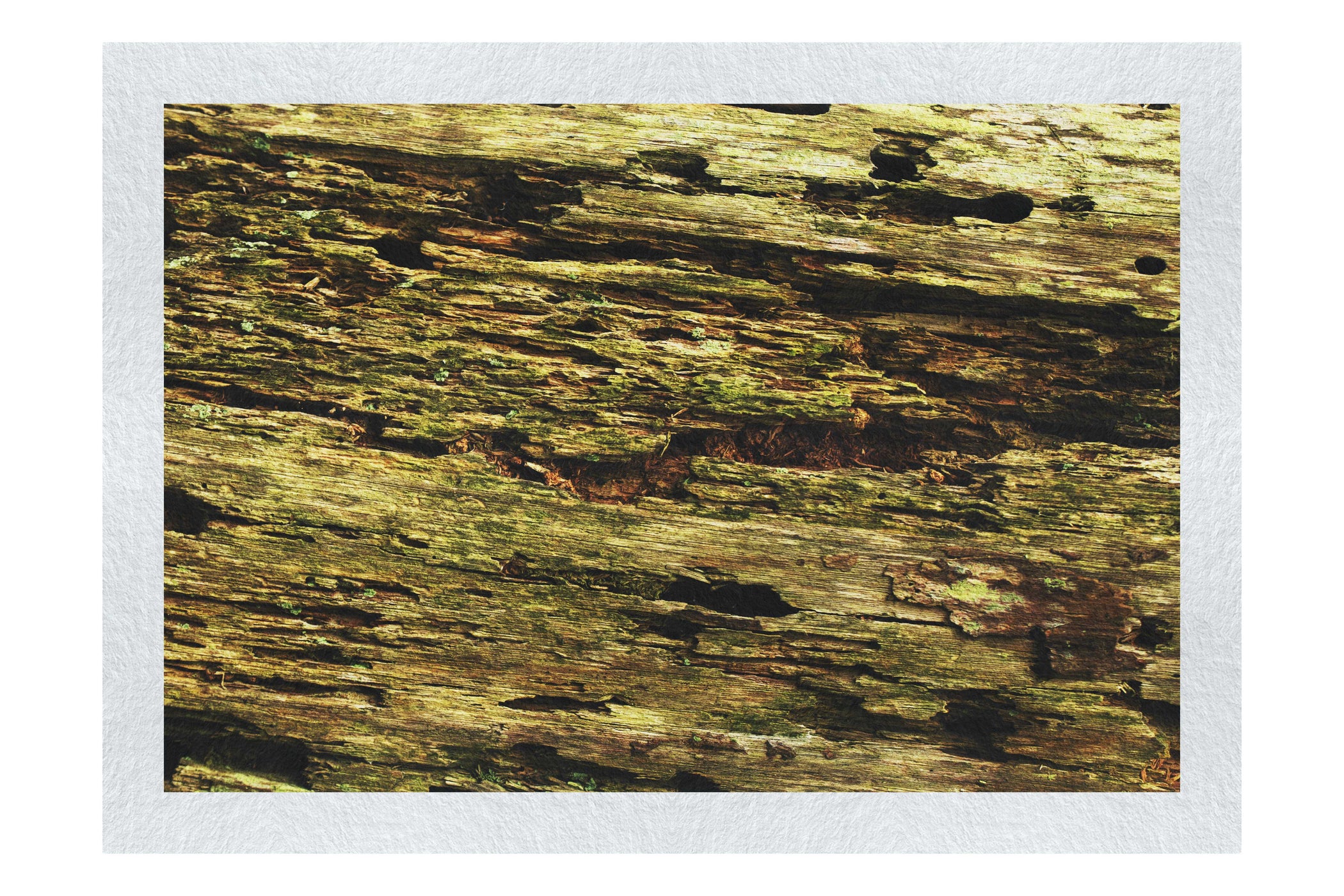 Wooden Tapestry: Nature's Chronicle - Fine Art Print - Abstract Category