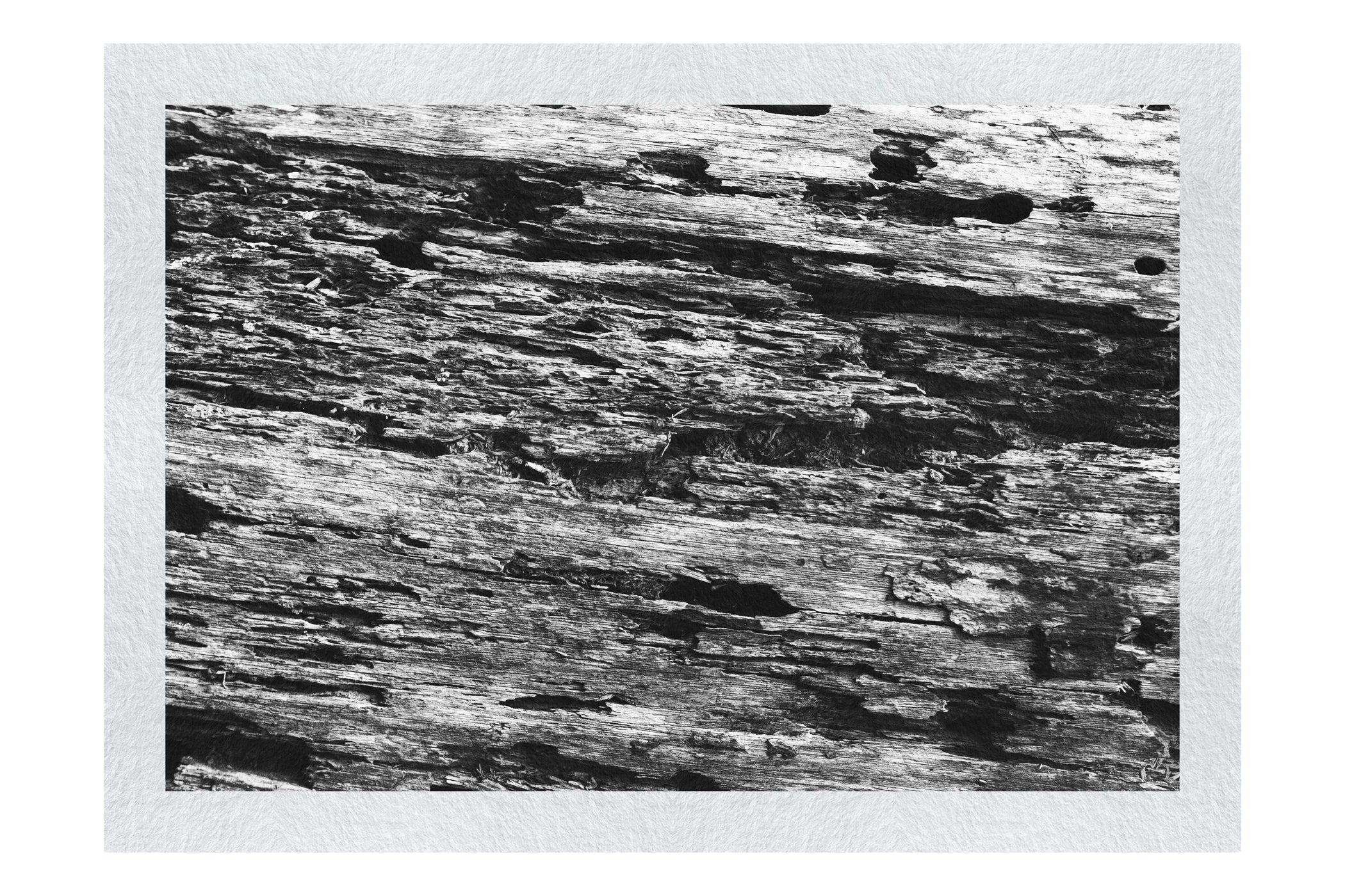 Wooden Tapestry: Nature's Chronicle - Monochrome Fine Art Print - Abstract Category