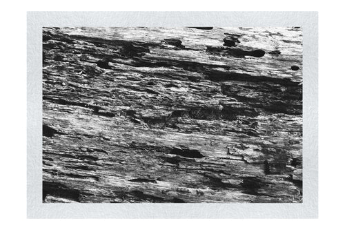 Wooden Tapestry: Nature's Chronicle - Monochrome Fine Art Print - Abstract Category