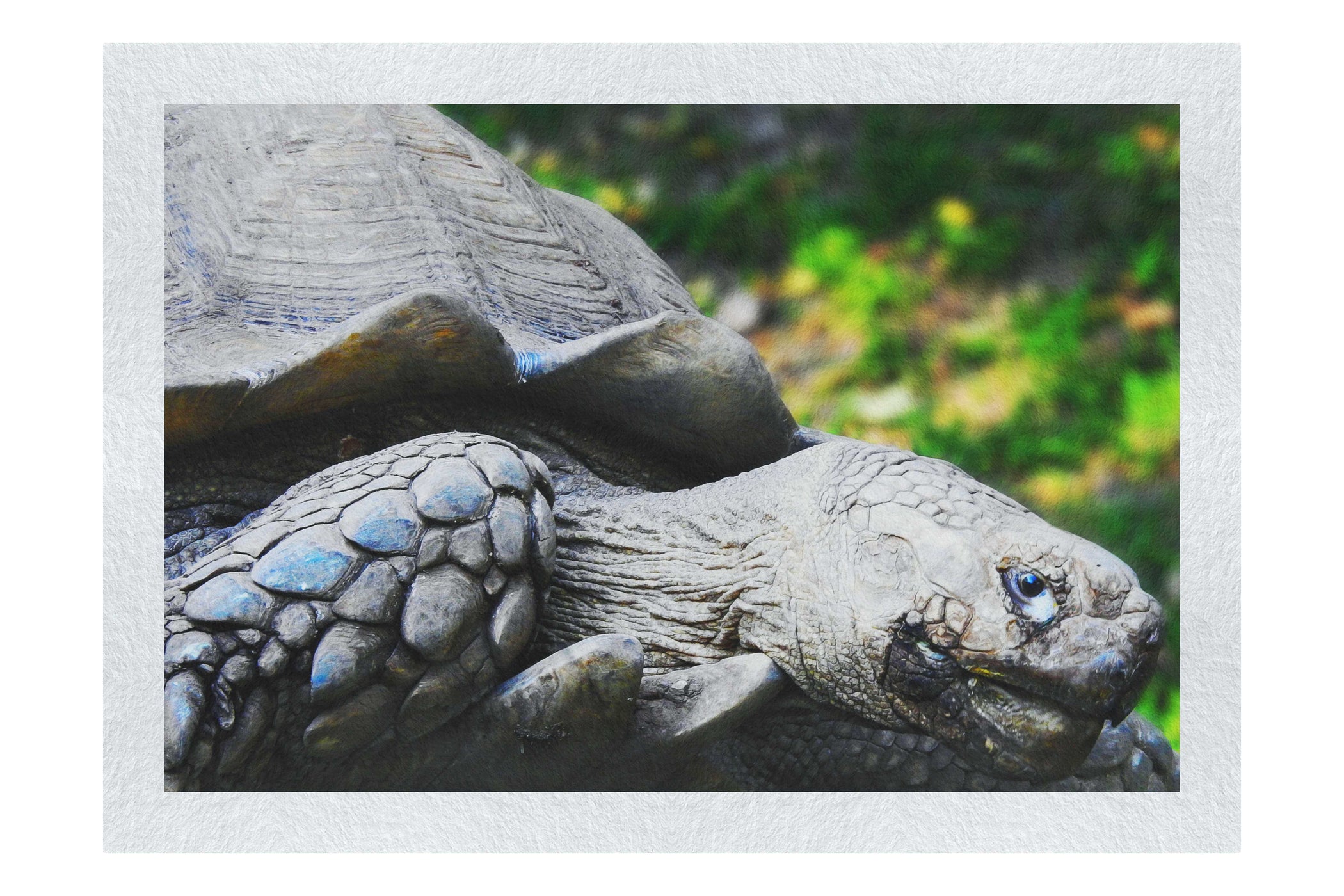 Weathered Wisdom of the Tortoise - Fine Art Print - Wildlife Category