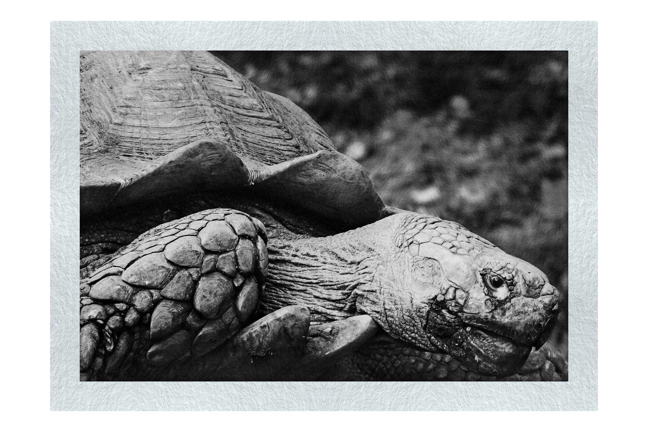 Weathered Wisdom of the Tortoise - Monochrome Fine Art Print - Wildlife Category