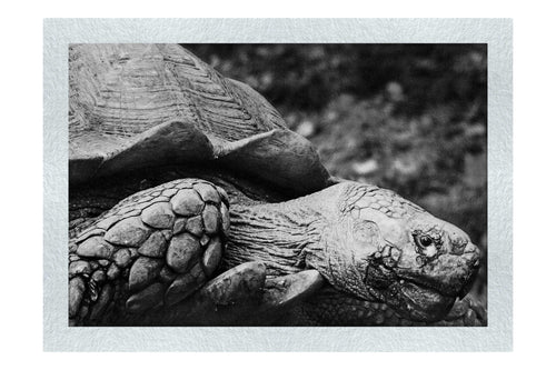 Weathered Wisdom of the Tortoise - Monochrome Fine Art Print - Wildlife Category
