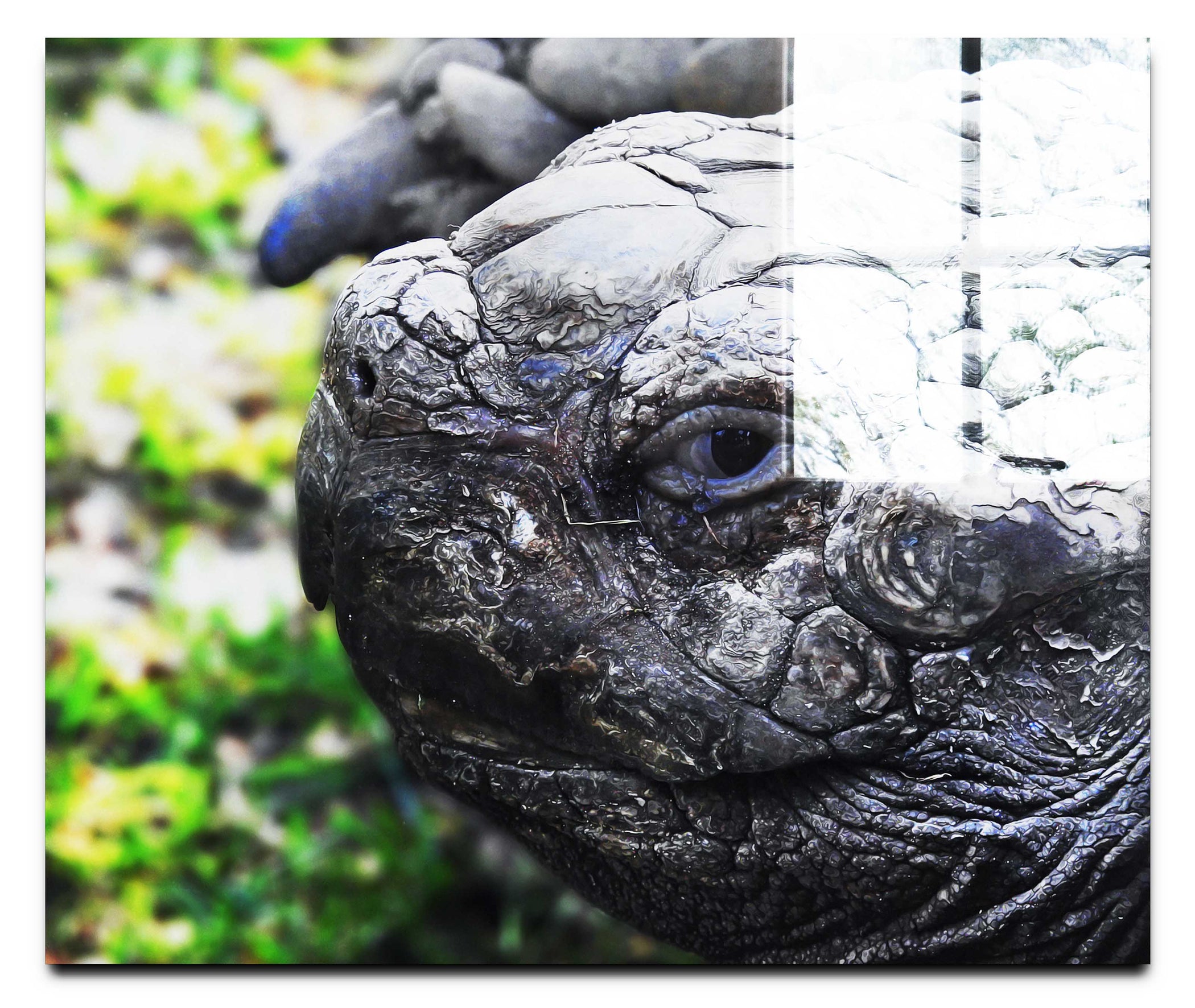 Aldabra Giant Tortoise Close Up - Acrylic Print - Wildlife Category