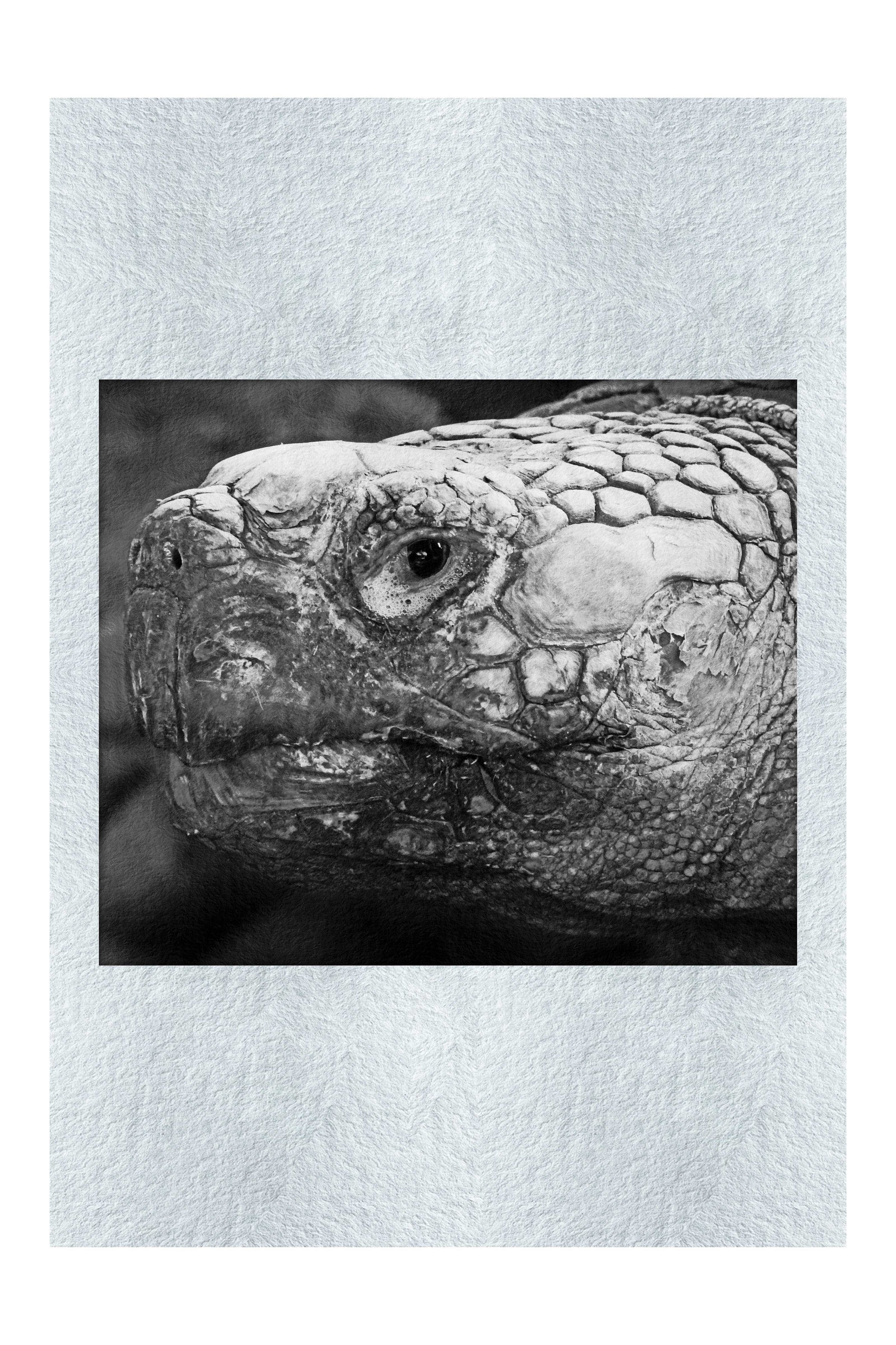 Aldabra Giant Tortoise - Monochrome Fine Art Print - Wildlife Category