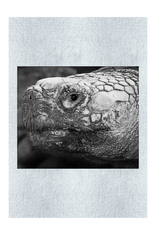 Aldabra Giant Tortoise - Monochrome Fine Art Print - Wildlife Category