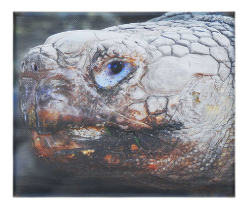 Aldabra Giant Tortoise - Canvas Print - Wildlife Category