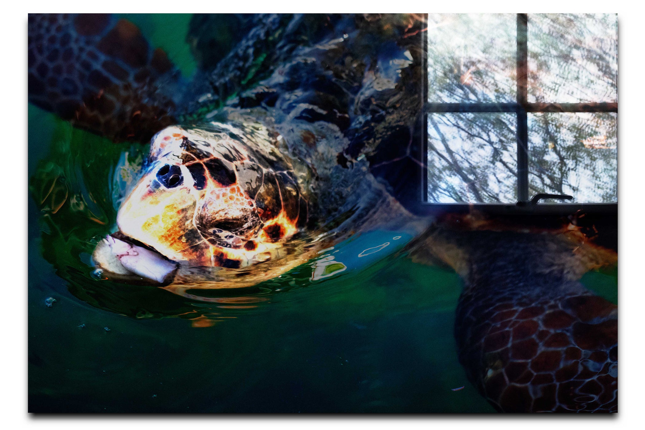 Turtle Of Zante 2 - Acrylic Print - Wildlife Category