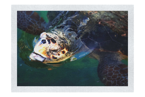 Turtle Of Zante 2 - Fine Art Print - Wildlife Category