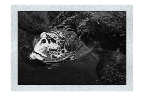 Turtle Of Zante 2 - Monochrome Fine Art Print - Wildlife Category
