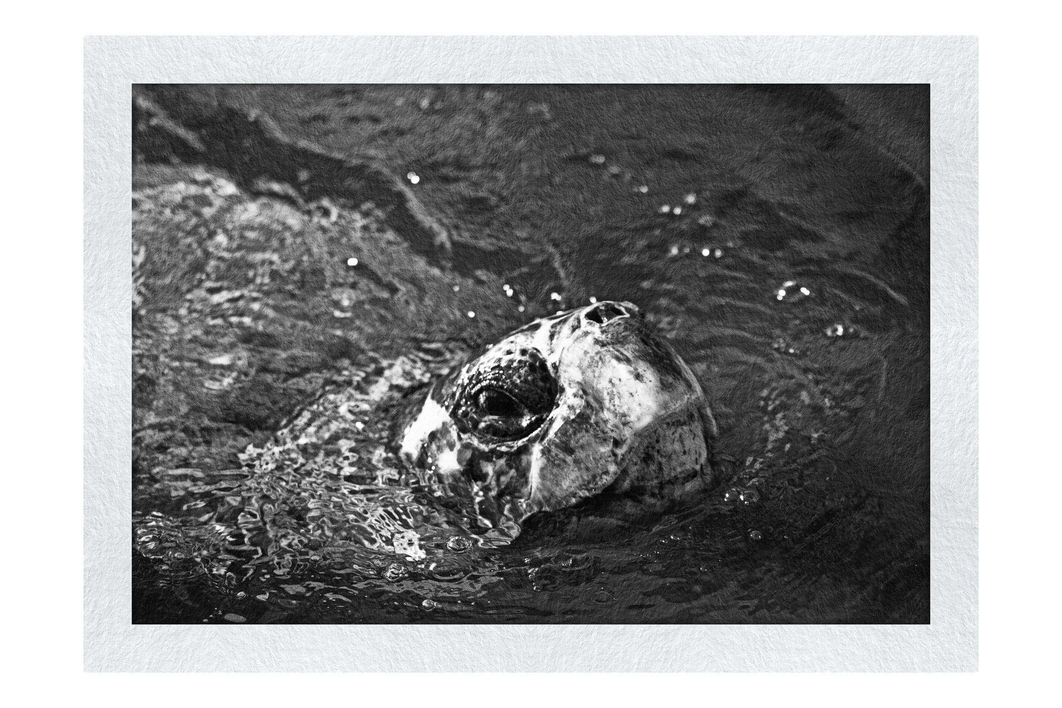 Turtle Of Zante 3 - Monochrome Fine Art Print - Wildlife Category