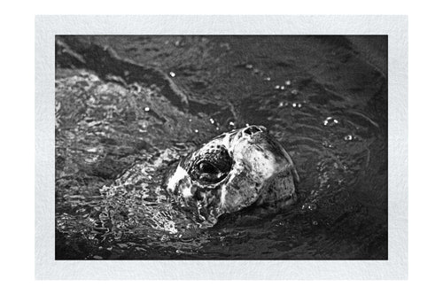 Turtle Of Zante 3 - Monochrome Fine Art Print - Wildlife Category