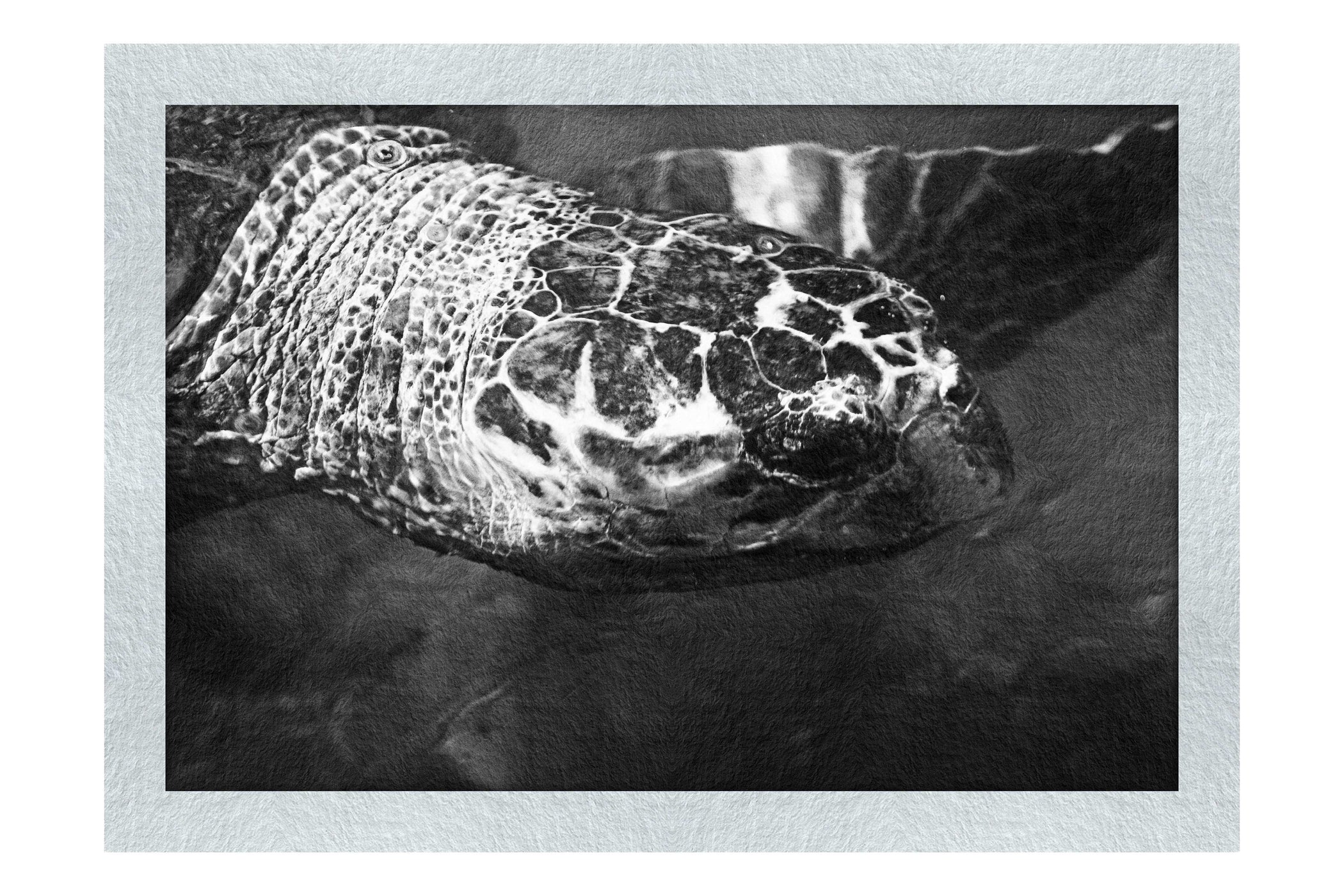 Turtle Of Zante 4 - Monochrome Fine Art Print - Wildlife Category