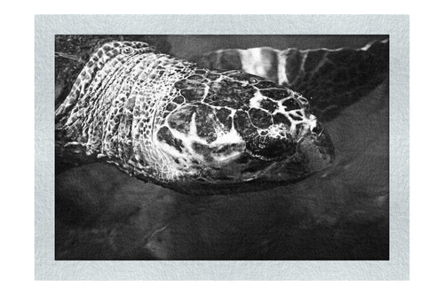 Turtle Of Zante 4 - Monochrome Fine Art Print - Wildlife Category