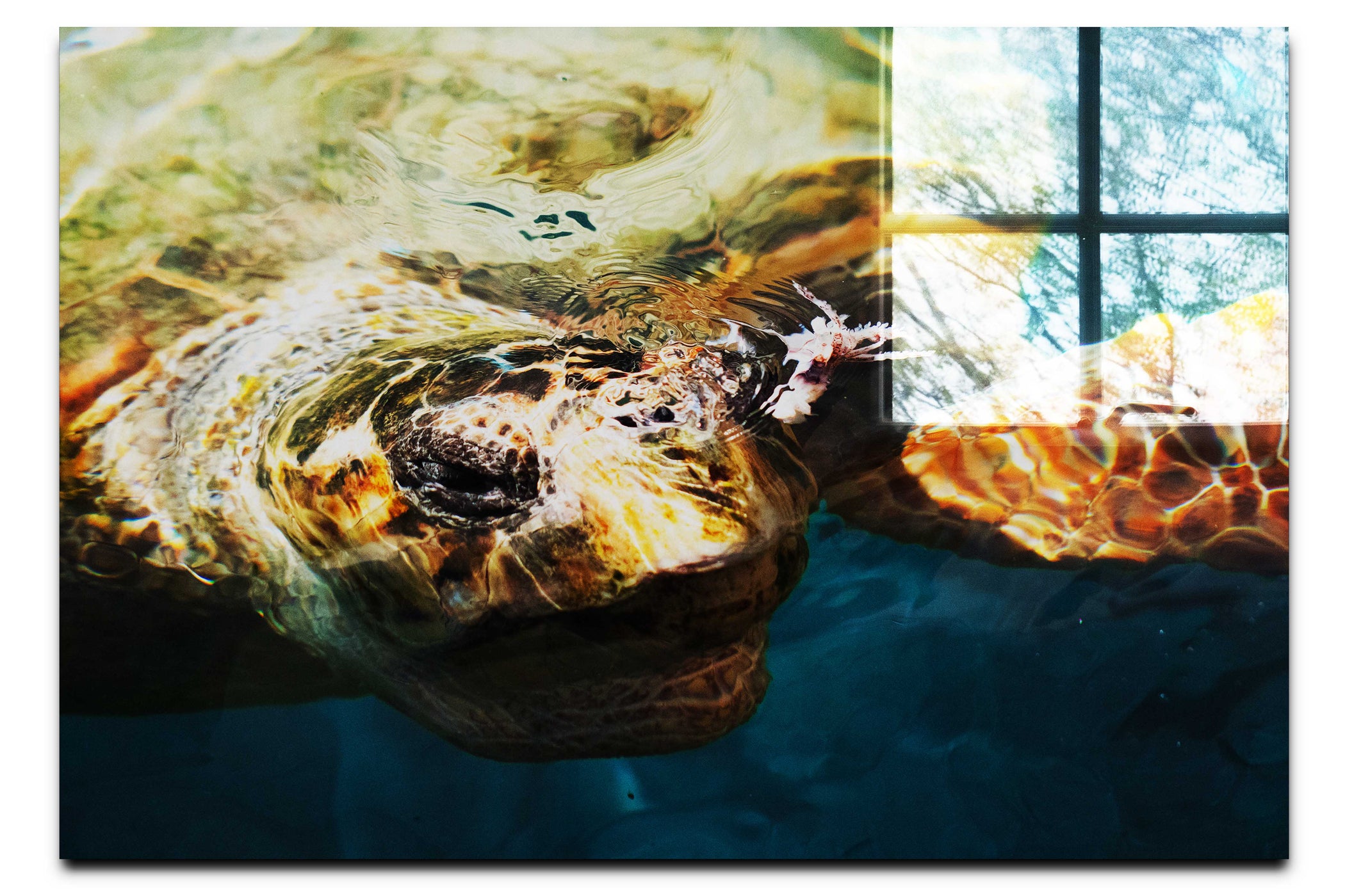 Turtle Of Zante - Acrylic Print - Wildlife Category