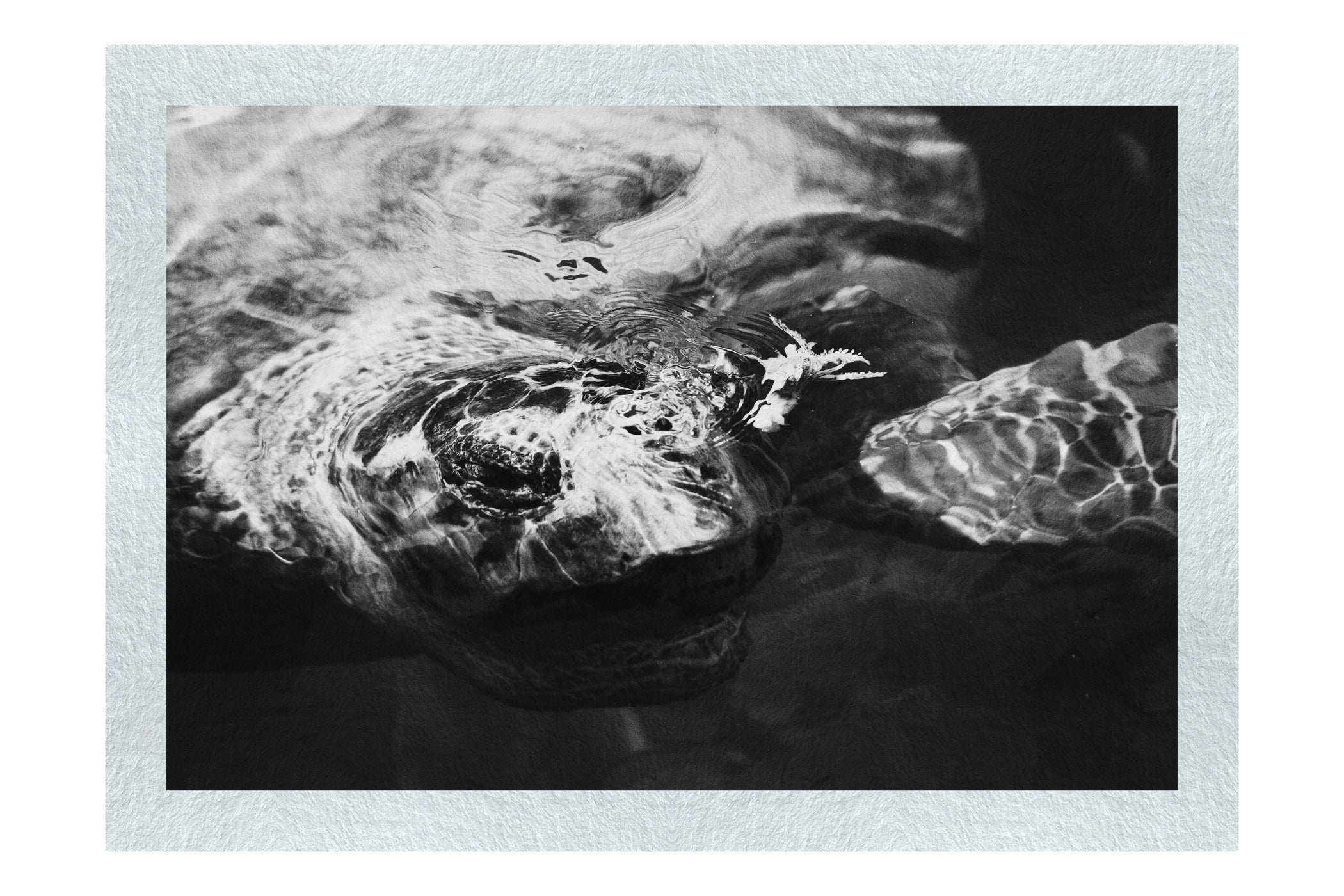 Turtle Of Zante - Monochrome Fine Art Print - Wildlife Category