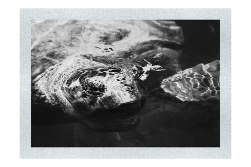 Turtle Of Zante - Monochrome Fine Art Print - Wildlife Category