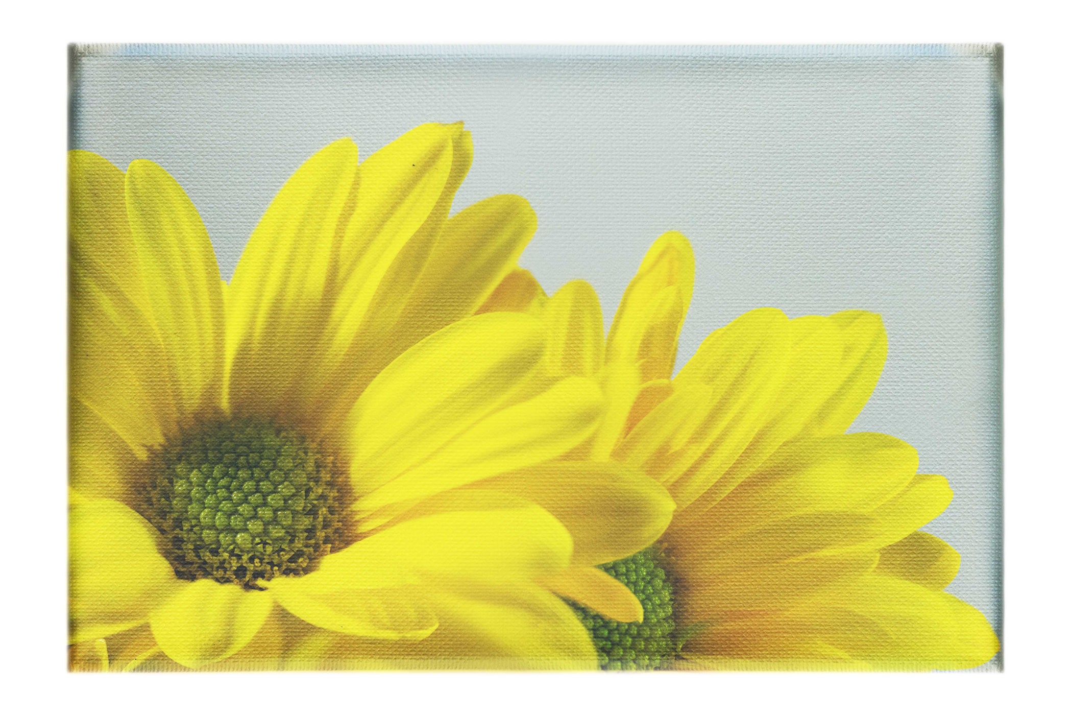 Twin Yellow Flowers - Canvas Print - Flowers & Plants Category