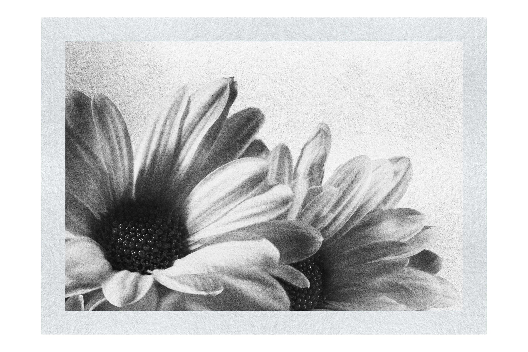 Twin Yellow Flowers - Monochrome Fine Art Print - Flowers & Plants Category
