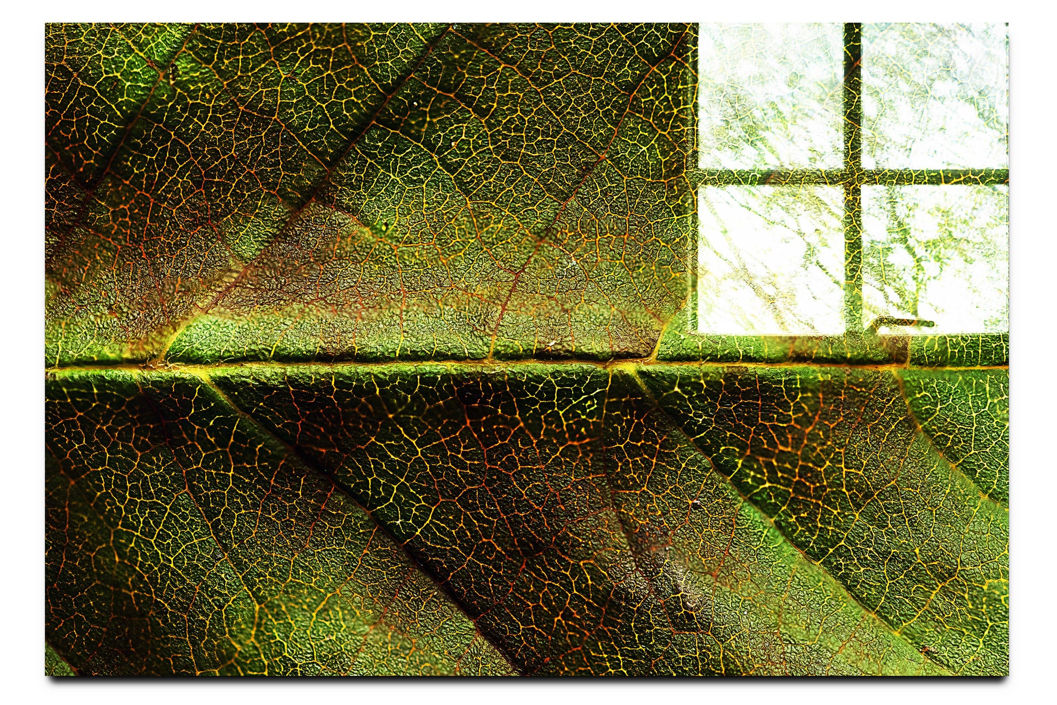 Weathered Leaf - Acrylic Print - Flowers & Plants Category