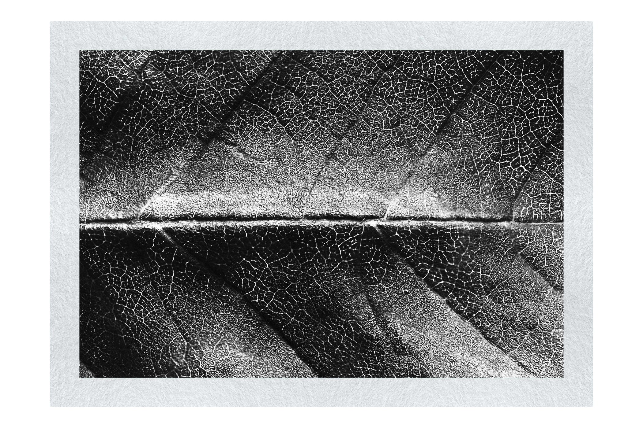 Weathered Leaf - Monochrome Fine Art Print - Flowers & Plants Category